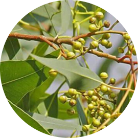 L’Eucalyptus Citronné 